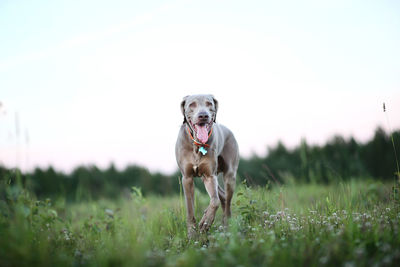Portrait of a dog on field