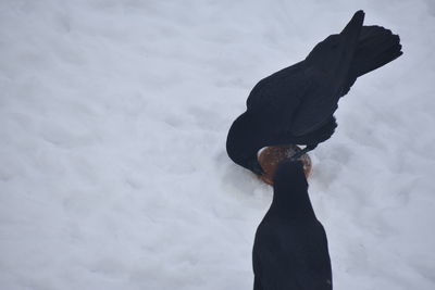 Rear view of horse standing on snow covered field