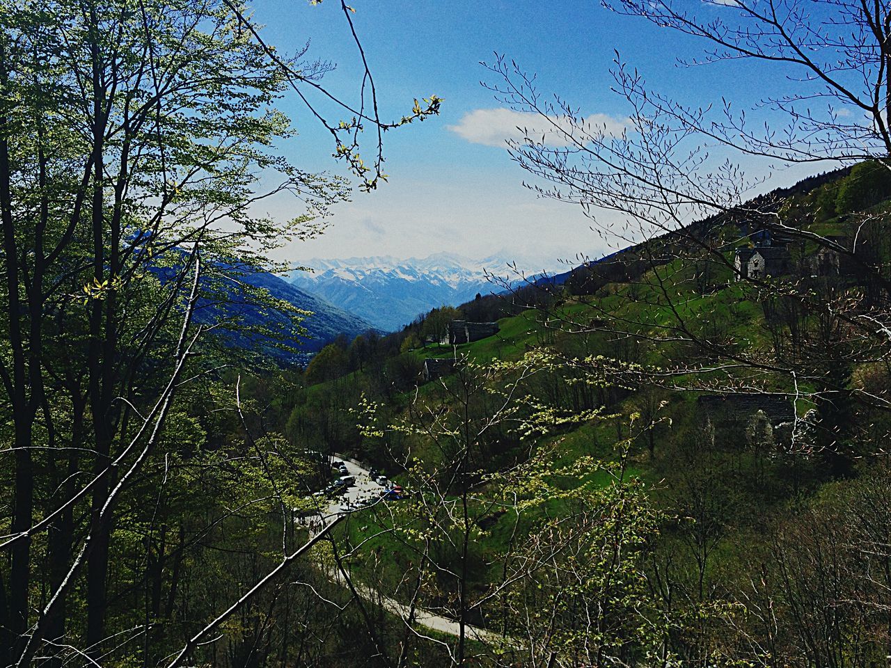 tree, mountain, landscape, tranquil scene, nature, tranquility, sky, scenics, non-urban scene, growth, beauty in nature, mountain range, day, blue, green color, valley, outdoors, remote, no people, cloud - sky, solitude