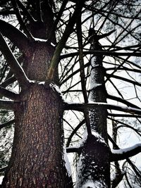 Low angle view of bare tree against sky