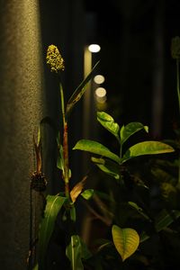 Close-up of flowering plant