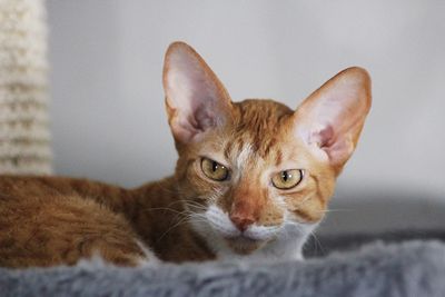 Cornish rex cat 