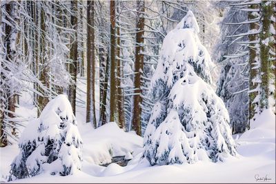 Snow covered land and trees