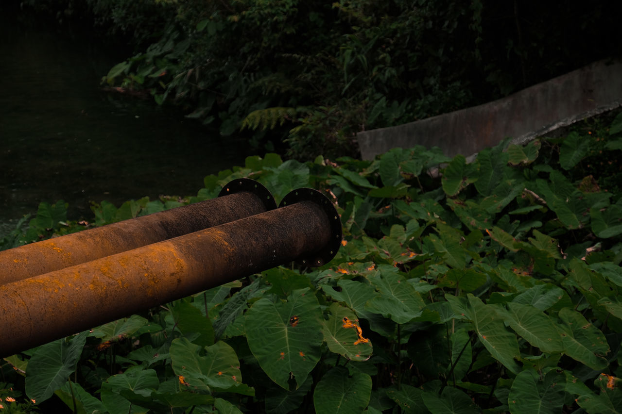 CLOSE-UP OF RUSTY METAL PIPE ON PLANT