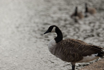 Duck on lake