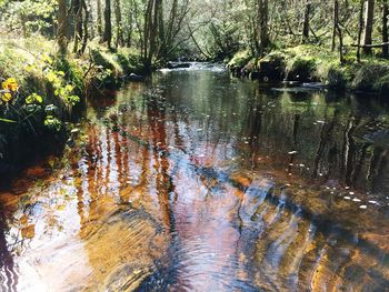 Reflection of trees in water