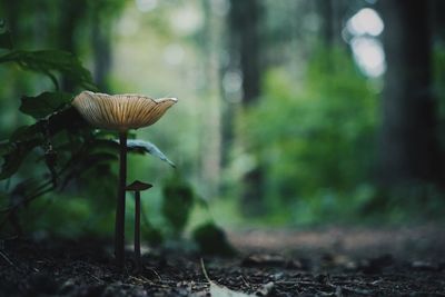 Close-up of mushroom growing on field