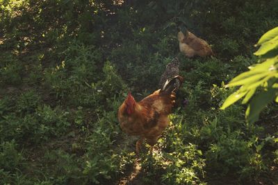 View of birds on plants