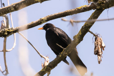 Low angle view of bird perching on branch