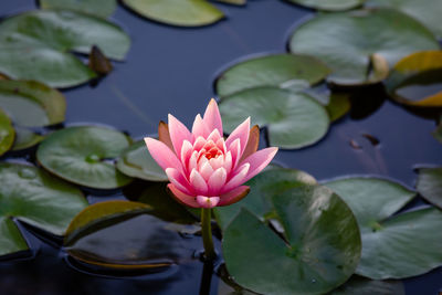 Close-up of pink lotus water lily in lake