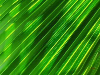 Full frame shot of palm leaves