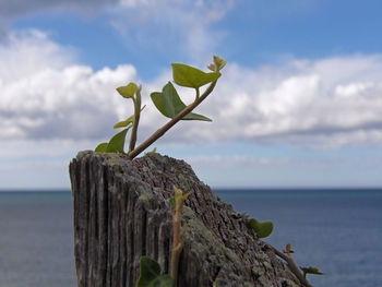 Close-up of plant against sea