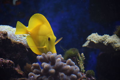 Close-up of fish swimming in aquarium