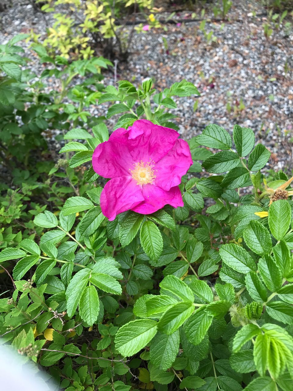 HIGH ANGLE VIEW OF PINK ROSE FLOWER