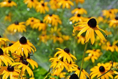 Yellow flowers blooming in field