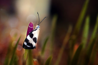 Close-up of butterfly on leaf