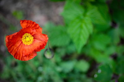 Close-up of red flower