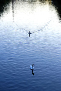 High angle view of swan swimming in lake