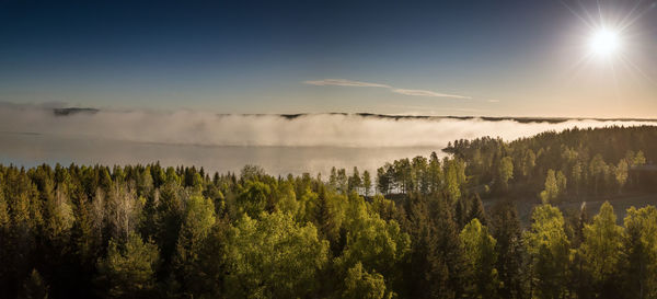 Panoramic shot of plants against sky