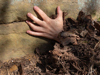 High angle view of woman hand by dry leaves on land