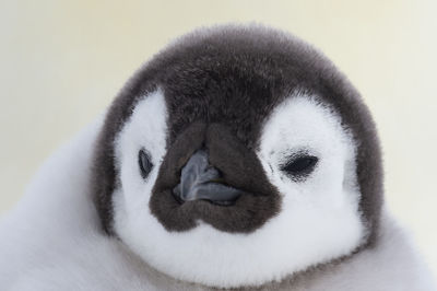 Close-up cute penguin during winter