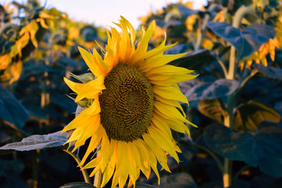 Close-up of fresh sunflower blooming outdoors