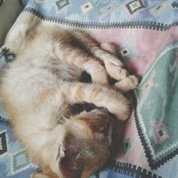 Close-up of sleeping cat lying on sofa