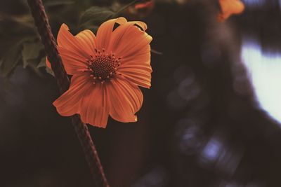 Close-up of orange flowering plant