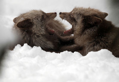 Close-up of foxes in snow