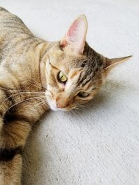 Close-up portrait of cat lying on floor