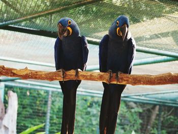 Close-up of parrot perching on railing