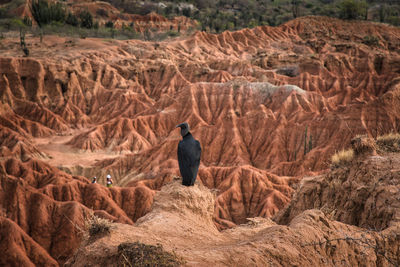 Low angle view of bird perching on rock