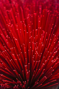 Full frame shot of red flower