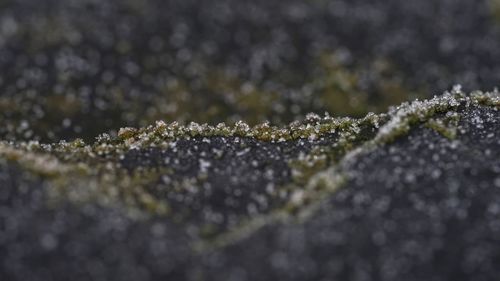 Close-up of snow on moss