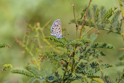 Close-up of butterfly on plant