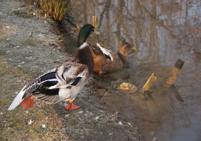 High angle view of birds in lake