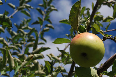 Close-up of apple on tree