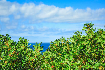 Plants and trees against sky