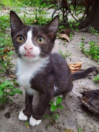 Portrait of cat on street