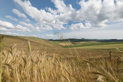 Scenic view of agricultural field against sky