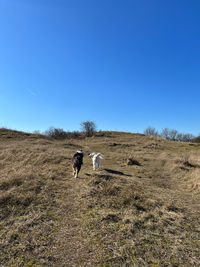 Goats on field against clear blue sky