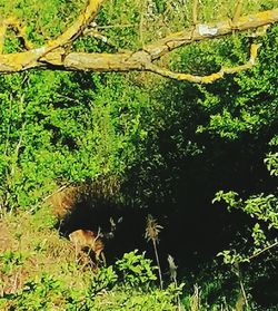 View of a forest