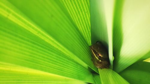 Close-up of insect on leaf