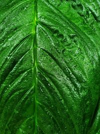 Full frame shot of wet leaves on rainy day