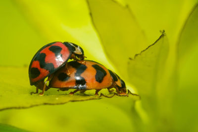 Close-up of ladybug on leaf