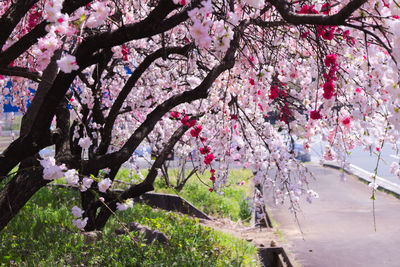 Pink flowers growing on tree
