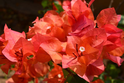 Close-up of red flowering plant