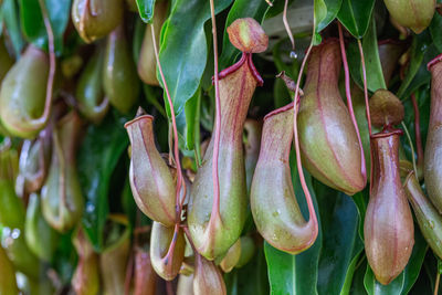 Close-up of chili peppers for sale