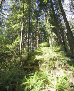 Low angle view of bamboo trees in forest