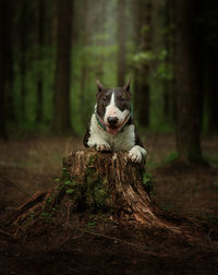 Dog in forest